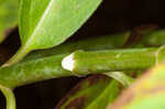 Swamp milkweed